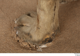 Striped Hyena Hyaena hyaena foot 0021.jpg